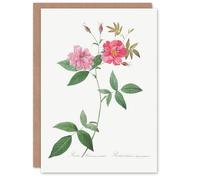 Artery8 Pierre-Joseph Redouté Art Card Hudson Rosehip Vintage Botanical in White Artery8 White