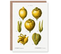 Artery8 Pierre-Joseph Redouté Art Card Lemon Citrus Fruit Vintage Illustration