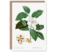 Artery8 Pierre-Joseph Redouté Art Card Mountain Camellia Flower