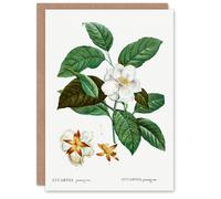 Artery8 Pierre-Joseph Redouté Art Card Mountain Camellia Flower in White Artery8 White
