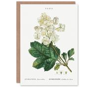 Artery8 Pierre-Joseph Redouté Art Card Oakleaf Hydrangea Flowers