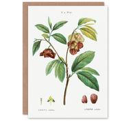 Artery8 Pierre-Joseph Redouté Art Card Papaw Tree Vintage Botanical Illustration