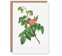 Artery8 Pierre-Joseph Redouté Art Card Rosa Villosa Flower Bloom