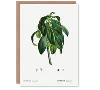 Artery8 Pierre-Joseph Redouté Art Card Spurge Laurel Vintage Botanical Illustration