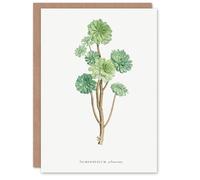 Artery8 Pierre-Joseph Redouté Art Card Tree Houseleek Succulent