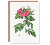Artery8 Pierre-Joseph Redouté Art Card Vintage Carolina Rose Illustration