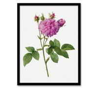 Artery8 Pierre Joseph Redoute Framed Wall Art Agatha Rose Vintage Floral - A3 Size