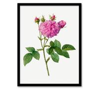Artery8 Pierre Joseph Redoute Framed Wall Art Agatha Rose Vintage Floral in White | Size: A3 Artery8 White A3
