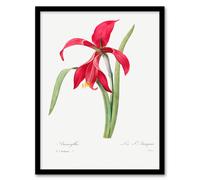 Artery8 Pierre Joseph Redoute Framed Wall Art Amaryllis Flower Vintage Floral in White | Size: A4 Artery8 White A4