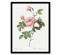 Artery8 Pierre Joseph Redoute Framed Wall Art Boursault Rose Vintage Floral - A3 Size