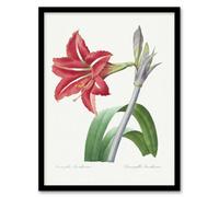 Artery8 Pierre Joseph Redoute Framed Wall Art Brazilian Amaryllis Flower - A4 Size