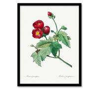 Artery8 Pierre Joseph Redoute Framed Wall Art Callirhoe Poppy Mallow Flower in White | Size: A4 Artery8 White A4