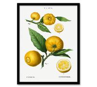 Artery8 Pierre Joseph Redoute Framed Wall Art Print Clusters of Citrus Fruit in White | Size: A3 Artery8 White A3