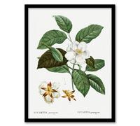 Artery8 Pierre Joseph Redoute Framed Wall Art Print Mountain Camellia Flower in White | Size: A3 Artery8 White A3