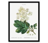 Artery8 Pierre Joseph Redoute Framed Wall Art Print Oakleaf Hydrangea Flowers - A3 Size
