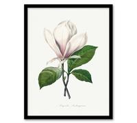 Artery8 Pierre Joseph Redoute Framed Wall Art Print Saucer Magnolia Flower in White | Size: A3 Artery8 White A3