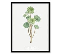 Artery8 Pierre Joseph Redoute Framed Wall Art Print Tree Houseleek Succulent in White | Size: A4 Artery8 White A4