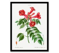 Artery8 Pierre Joseph Redoute Framed Wall Art Print Trumpet Vine Flowers in White | Size: A3 Artery8 White A3