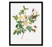 Artery8 Pierre Joseph Redoute Framed Wall Art Print White Rose Vintage Floral - A4 Size