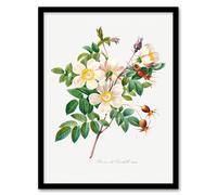 Artery8 Pierre Joseph Redoute Framed Wall Art Print White Rose Vintage Floral | Size: A4 Artery8 White A4