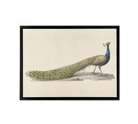 Artery8 Pieter Pietersz Barbiers Blue Peacock Framed Canvas Wall Art Print in Beige | Size: W24" x H32" Artery8 Beige W24" x H32"