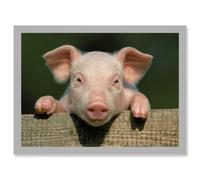 Artery8 Pig Piglet Cute Farm Pink Baby Babe A4 Artwork Framed Wall Art Print in Light Grey Artery8 Light Grey