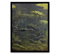 Artery8 Pike Perch Aquarium Framed Wall Art Print Vintage : Artwork by Gerrit Dijsselhof A4 Peaceful aquatic composition calming addition for bathroom hallway or contemplative living room