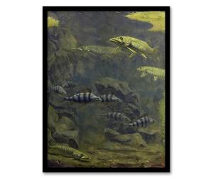 Artery8 Pike Perch Aquarium Framed Wall Art Print Vintage : Artwork by Gerrit Dijsselhof A4 Peaceful aquatic composition calming addition for bathroom hallway or contemplative living room