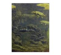 Artery8 Pike Perch Aquarium Vintage Wall Art Print Gerrit Dijsselhof in Green | Size: W12" x H16" Artery8 Green W12" x H16"