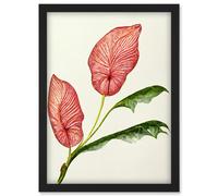 Artery8 Pink Laceleaf Tropical Leaf Anthurium Botanical Artwork Framed Wall Art Print A4 in Black Artery8 Black