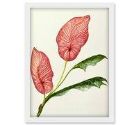 Doppelganger33 LTD Pink Laceleaf Tropical Leaf Anthurium Botanical Artwork Framed Wall Art Print A4