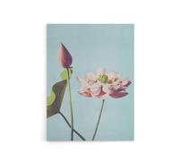 Artery8 Pink Lotus Flower Blooms Canvas Wall Art Print Ogawa Kazumasa in Blue | Size: W12" x H16" Artery8 Blue W12" x H16"