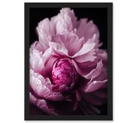 Artery8 Pink Peony Blooming Petals Macro Photograph Artwork Framed Wall Art Print A4 in Black Artery8 Black