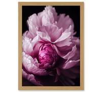 Artery8 Pink Peony Blooming Petals Macro Photograph Artwork Framed Wall Art Print A4 in Light Oak Artery8 Light Oak