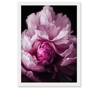 Artery8 Pink Peony Blooming Petals Macro Photograph Artwork Framed Wall Art Print A4 in White Artery8 White