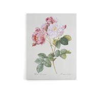Artery8 Pink Rosebush Flowers Redoute Vintage Canvas Wall Art in White | Size: W18" x H24" Artery8 White W18" x H24"