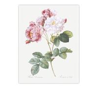 Artery8 Pink Rosebush Flowers XL Extra Large Wall Art Poster Print 24X32 Artwork By Redoute : Romantic Garden Piece Bringing Soft Colour And Charm To Peaceful Living Rooms