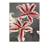 Artery8 Pink Spotted Lily Flower Blooms Vintage Wall Art Print Kazumasa | Size: W12" x H16" Artery8 Pink W12" x H16"