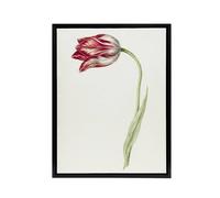 Artery8 Pink Tulip Flower Drawing Jean Bernard Vintage Framed Canvas Wall Art in White | Size: W12" x H16" Artery8 White W12" x H16"