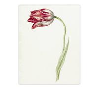 Artery8 Pink Tulip Flower Drawing Jean Bernard Vintage Wall Art Print Poster in White | Size: W12" x H16" Artery8 White W12" x H16"