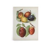 Artery8 Plum Varieties Vintage illustration Wright Canvas Wall Art Print in White | Size: W18" x H24" Artery8 White W18" x H24"