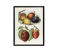 Artery8 Plum Varieties Vintage illustration Wright Framed Canvas Wall Art in White | Size: W12" x H16" Artery8 White W12" x H16"