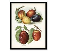 Artery8 Plum Varieties Vintage illustration Wright Framed Wall Art Print in White | Size: A4 Artery8 White A4