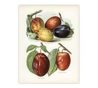 Artery8 Plum Varieties Vintage illustration Wright Wall Art Poster Print in White | Size: W18" x H24" Artery8 White W18" x H24"