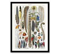 Artery8 Plumes Exotic Bird Feathers Framed Wall Art Print A4 Artwork By Adolphe Millot : Natural History Print For Study Office Or Library Creating Interest And Conversation