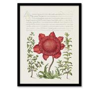 Artery8 Poppy Anemone And Myrtle Calligraphy Framed Wall Art Print 12X16"