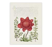 Artery8 Poppy Anemone And Myrtle Calligraphy Wall Art Poster Print 12X16"