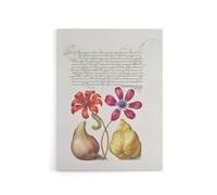 Artery8 Poppy Anemone Fig & Quince Calligraphy Canvas Wall Art Print in White | Size: W18" x H24" Artery8 White W18" x H24"