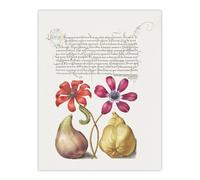 Artery8 Poppy Anemone Fig & Quince Calligraphy Wall Art Poster Print in White | Size: W12" x H16" Artery8 White W12" x H16"