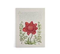 Artery8 Poppy Anemone & Myrtle Calligraphy Canvas Wall Art Print in White | Size: W12" x H16" Artery8 White W12" x H16"